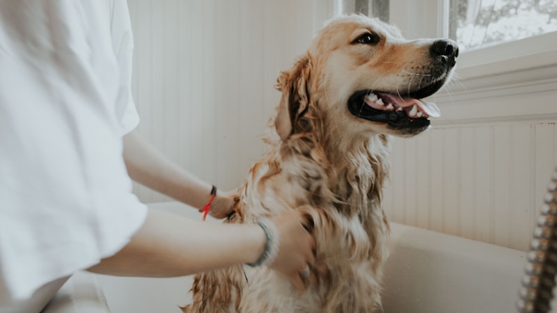 Cão no banho